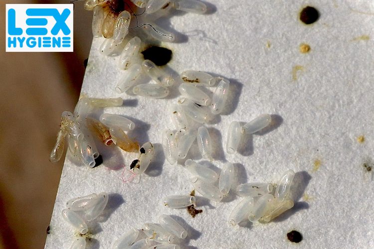 General Pest Control in Delhi NCR: Best Solutions for a Pest-Free Space