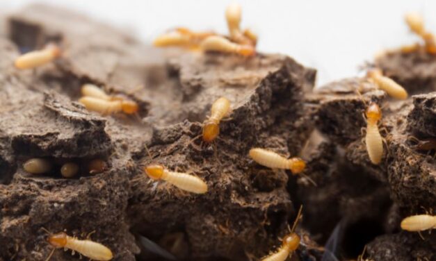 How to Prevent Termite Infestation: A Comprehensive Guide for Commercial Buildings