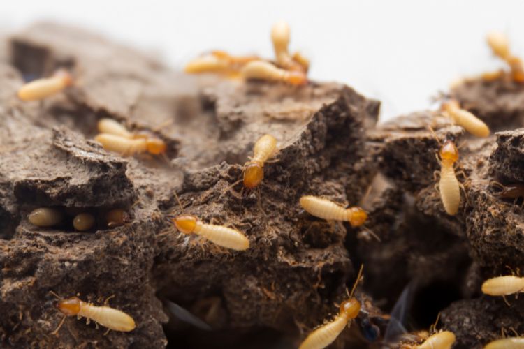 How to Prevent Termite Infestation: A Comprehensive Guide for Commercial Buildings