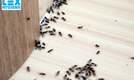 Top General Pest Control Services in Delhi NCR: Keep Your Home Safe