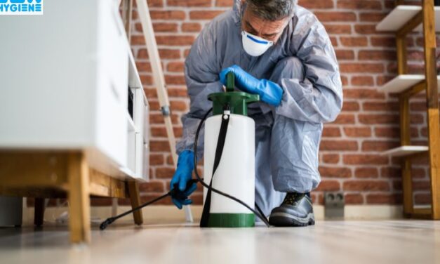  How to Find the Best Termite Control Near Me: A Quick Guide