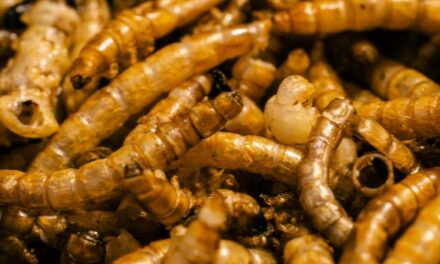 Choosing the Right Termite Control Services: Your Comprehensive Guide to Effective Termite Treatment and Protection